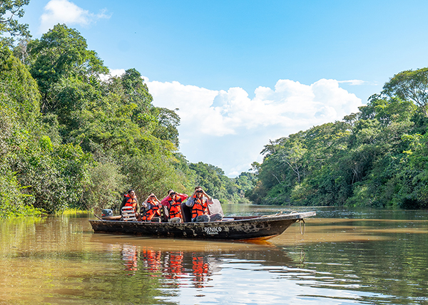 avistamineto-aves-selva